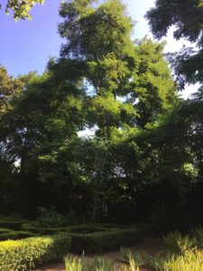 grandes-arboles