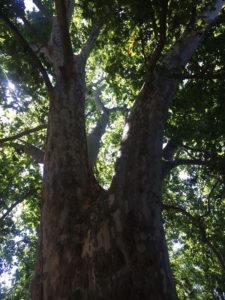 platano-de-sombra