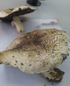 Agaricus campestris