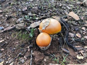 amanita-caesarea-1