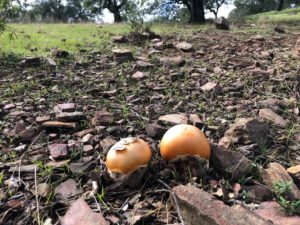 Amanita caesarea
