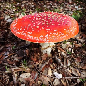 Amanita muscaria (Cortesía de Mª José Rodrigo Cobos)