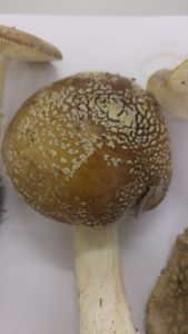 Amanita pantherina