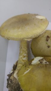 Amanita phalloides