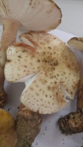 Amanita rubescens