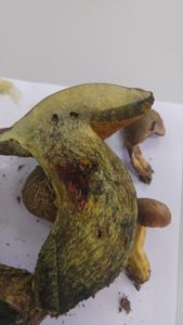 Boletus fragans