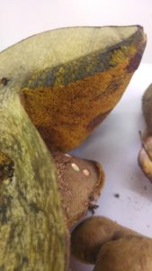 boletus-fragrans-1