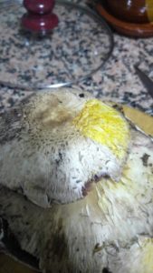Agaricus xanthoderma