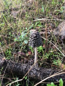 Coprinus picaceus (Cortesía de Manuel Romero)
