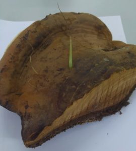 Ganoderma lucidum
