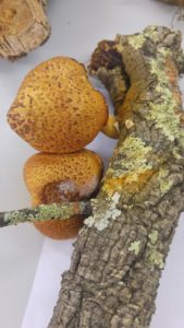 Gymnopilus spectabilis