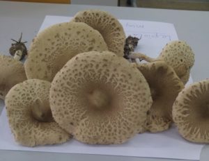 Lepiota helveola