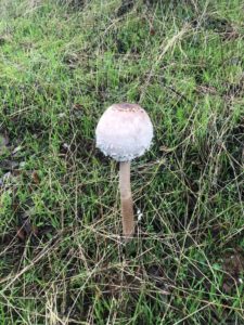 Macrolepiota procera