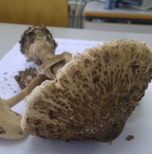 macrolepiota-copia