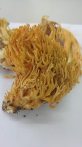 Ramaria formosa