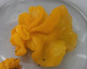 tremella-mesenterica-1