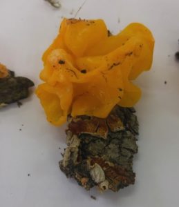 Tremella mesenterica