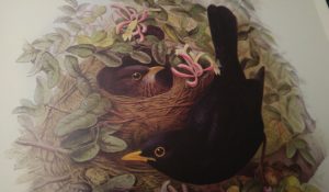 John Gould (Las aves de Europa de John Gould, editorial Bibliothèque de l'image).