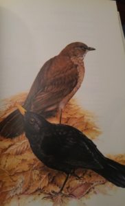 Terence Lambert (Pájaros de bosque y de jardín, Ediciones Mensajero).