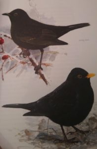 Lars Jonsson (Winter birds, editorial Bloomsbury, 2017).