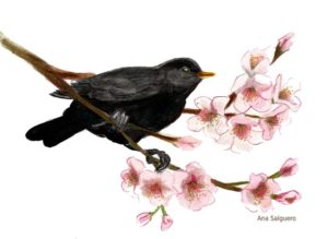 Ana Salguero (ilustración para el calendario 2019).