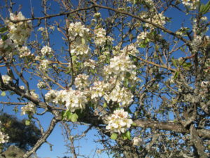 Almendro en flor.