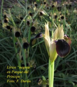 Lirios Negros.