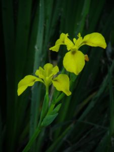 Lirio Amarillo (Iris pseudacorus), variedad Charca del Marco. (Foto Juan Ramos).