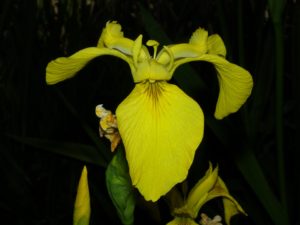 Lirio Amarillo en la Ribera del Marco. (Foto Juan Ramos).