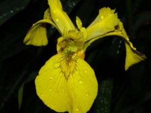 Lirio Amarillo en el río Zapatón. (Foto de Juan Ramos).