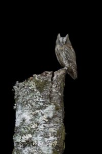 Autillo Europeo (Otus scops).